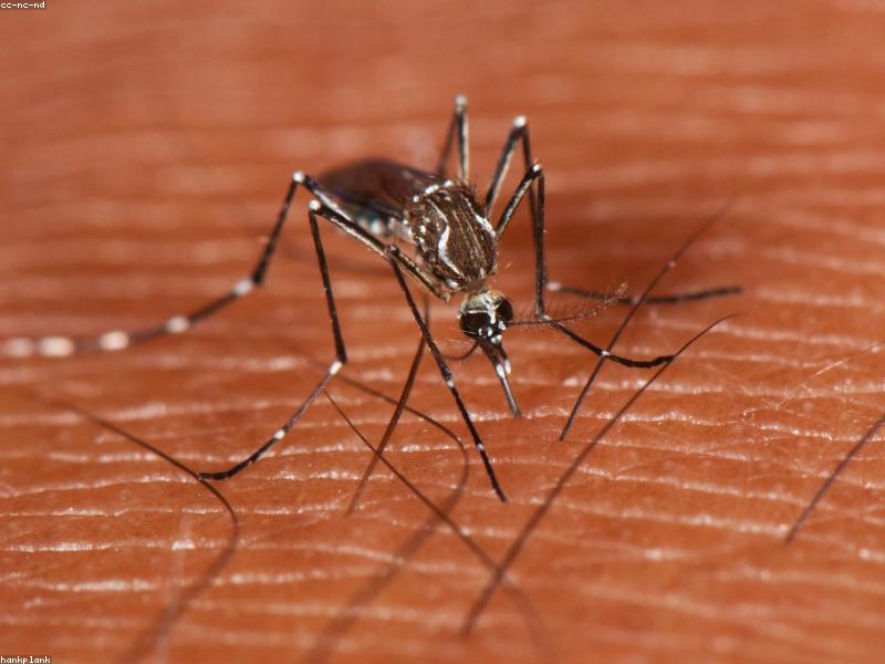 Mosquito Fogging Service